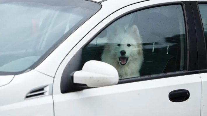 Deixar o animal sozinho no carro pode gerar multas de trânsito?