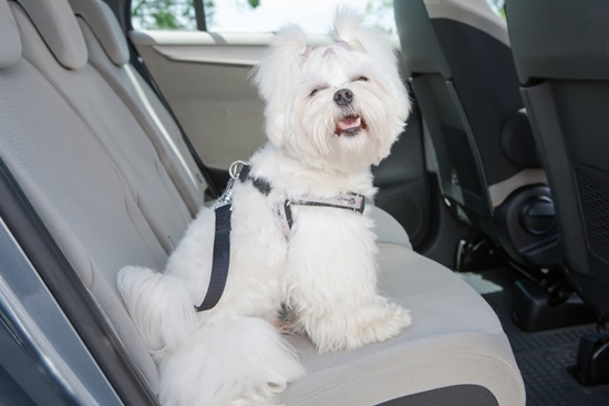 Vai viajar com o seu pet? O Detran.SP dá dicas de como transportá-lo em segurança