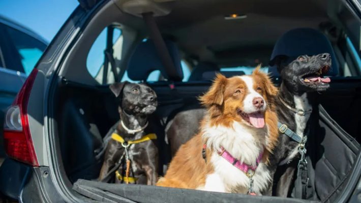 Pets no veículo: o que diz a lei sobre o transporte de animais